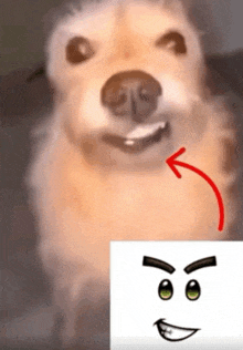 a close up of a dog 's face with an arrow pointing to the left