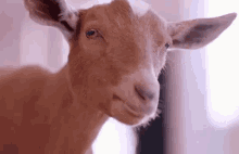 Watch Yourself GIF - Goat Chewing Staring GIFs