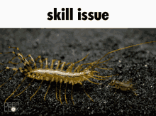 Scutigera House Centipede GIF - Scutigera House Centipede Centipede GIFs