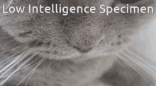 Low Intelligence Specimen Cat GIF - Low Intelligence Specimen Cat GIFs