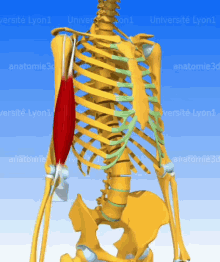 biceps braquial anatomy
