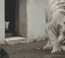 Scared Tiger GIF - Scared Tiger Booo GIFs