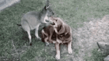 animals friends kangaroo dog