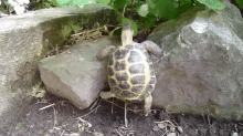 The Plight Of The Tortoise GIF