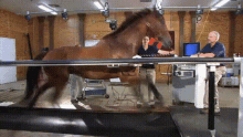 Horse Treadmill GIF - Horse Treadmill Vtfootball GIFs