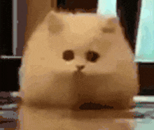 a small cat is sitting on a table with its eyes closed .