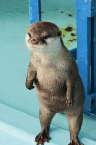 Angry Otter GIFs | Tenor