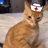Cat Angry Nurse GIF