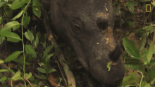 Eating Sumatran Rhinos Are Nearly Gone New Plan Launched To Save Them GIF - Eating Sumatran Rhinos Are Nearly Gone New Plan Launched To Save Them World Rhino Day GIFs