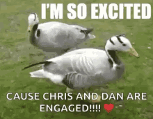 Dancing Ducks GIF - Dancing Ducks Im So Excited GIFs