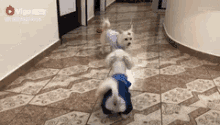 Dancing Dog GIF - Dancing Dog Excited GIFs