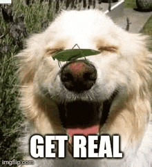 Get Real Nobody Nose GIF - Get Real Nobody Nose GIFs