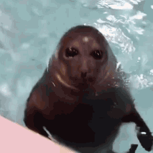 Seal Sea Lion GIF - Seal Sea Lion Explode GIFs