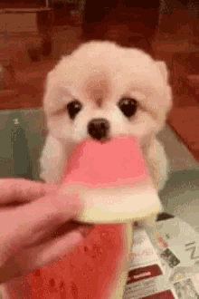 High Five Cute Puppy GIF - High Five Cute Puppy Watermelon GIFs