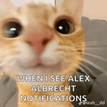 a close up of a cat with the words when i see alex albrecht notifications