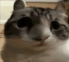 умныйогурчик кот GIF - умныйогурчик кот база GIFs