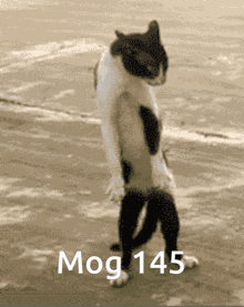 Mog Mogcat GIF