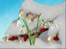 Spring Is Coming Flowers GIF - Spring Is Coming Flowers GIFs
