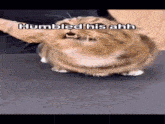 a cat with a caption that says humbled his ahh on it