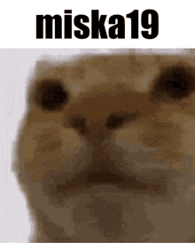 Miska19 GIF - Miska19 GIFs