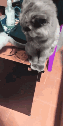 a cat is playing with a toy on a table with a bottle of hand sanitizer in the background