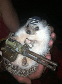 a person is holding a hedgehog wearing a hat and a gun