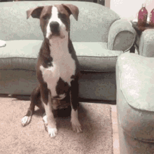 Dogs Vs. Cats: Great In Such Different Ways... GIF - Animals Cute Lol GIFs