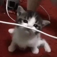 Cat Eating Wire GIF - Cat Eating Wire GIFs
