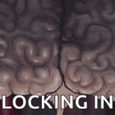 a close up of a person 's brain with the words locking in above it