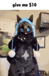 a furry cat wearing a blue hat is asking for money
