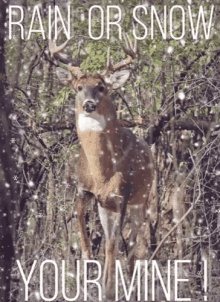 Rain Or Snow Deer GIF - Rain Or Snow Deer Hunting GIFs