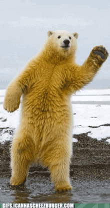Polar Bear Dancing GIF - Polar Bear Dancing Dance GIFs