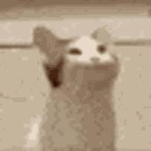 Fake Nitro Pop Cat GIF - Fake Nitro Pop Cat GIFs