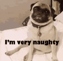 a pug dog is sitting on a bed and saying i 'm very naughty .