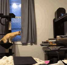 Funny Animals Cat GIF - Funny Animals Cat Missed GIFs