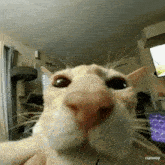 a close up of a cat 's face looking at the camera .