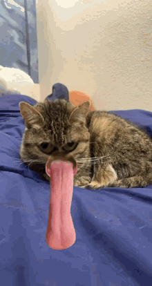 Minikitty Tongue GIF