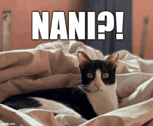 Nani Cat GIF - Nani Cat Wtf GIFs