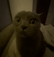 Cat Sus GIF - Cat Sus Stare GIFs