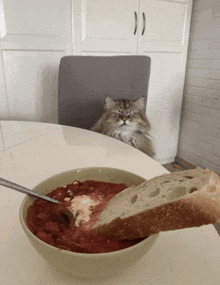 a cat sits behind a bowl of soup with a piece of bread in it