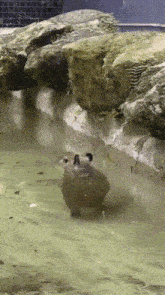 Trex Capybara Walk In Pool GIF