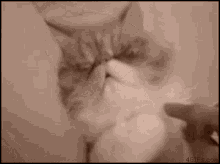 Gato Amiii GIF - Gato Amiii Michi GIFs