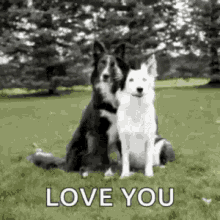 Love You Dog GIF - Love You Dog Doggo GIFs