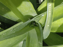 a close up of a plant with green leaves and a few white spots on them