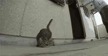 I'Ll Get All Up In Their Face Like This GIF - Cat Face Close GIFs
