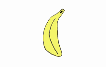My Favorite Kind Of Banana GIF - Dog Banana Surprise GIFs
