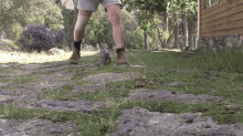 Baby Walkabout GIF - Wombat Wombats Baby GIFs