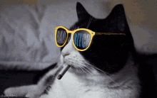 Cat Bitch GIF - Cat Bitch Smoking GIFs