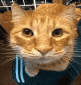 Cat Stare GIF - Cat Stare Explode GIFs