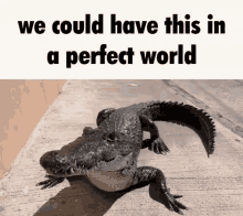 Crocodile We Could Have This In A Perfect World GIF - Crocodile We Could Have This In A Perfect World GIFs